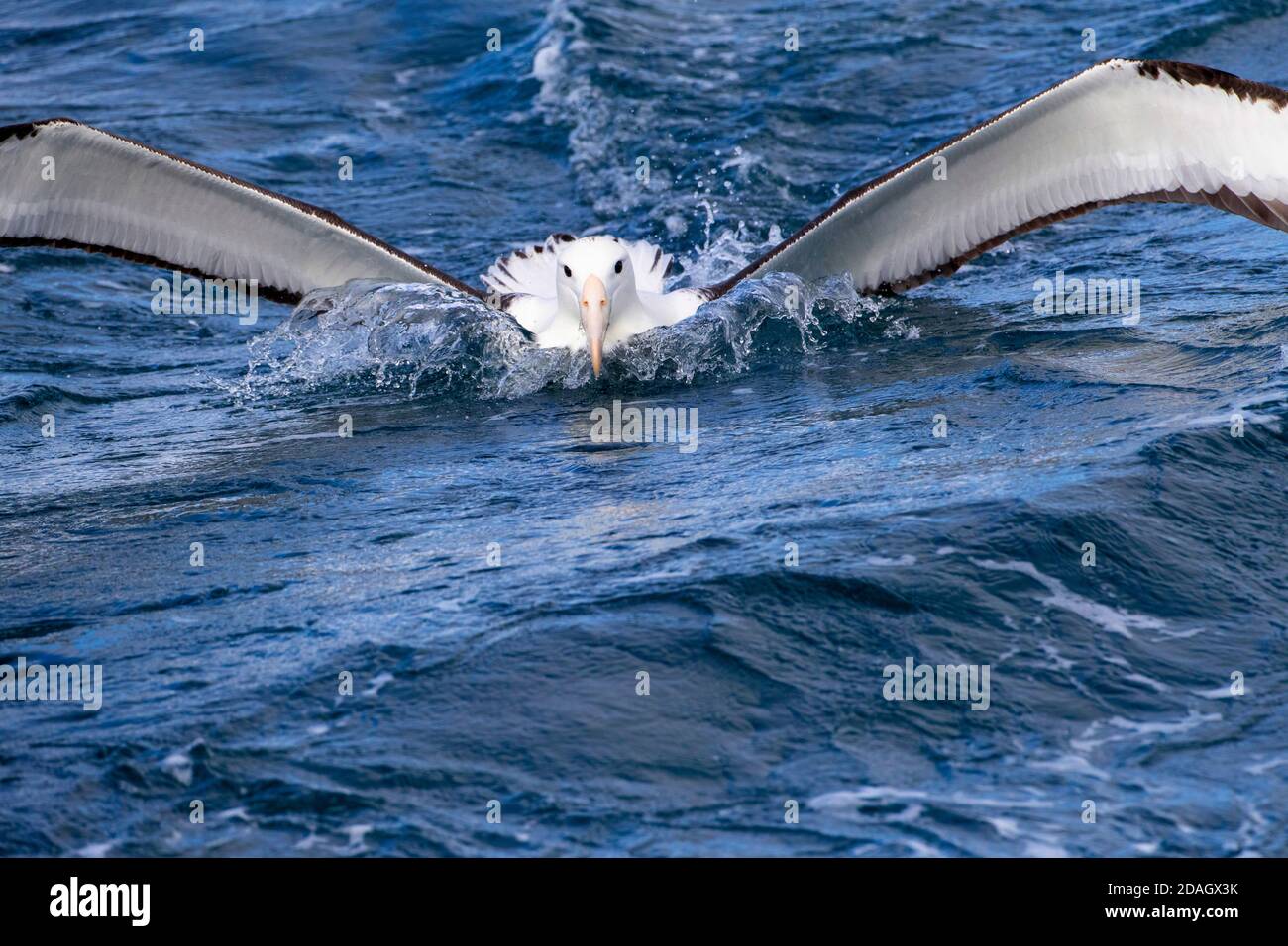 Northern Royal Albatross (Diomedea sanfordi), adulta che atterra in mare, quasi che va sotto l'acqua, Nuova Zelanda, Isole Chatham Foto Stock