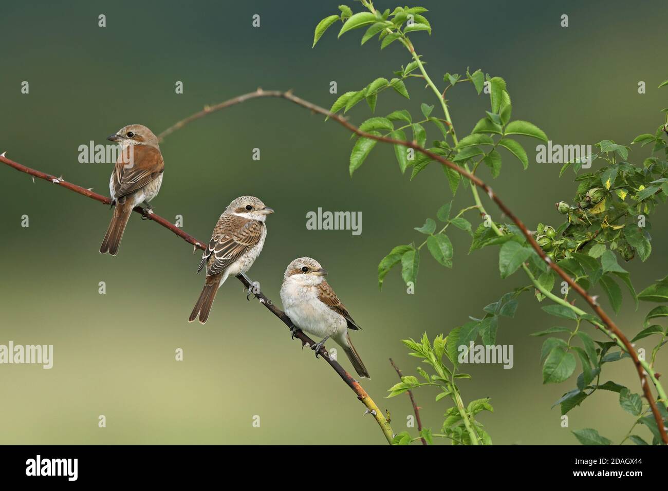 Gamberi rossi (Lanius collurio), donne che perching con uccelli giovani su un tendrile di mora, Ungheria, Hajdu-Bihar, Parco Nazionale di Hortobagy Foto Stock