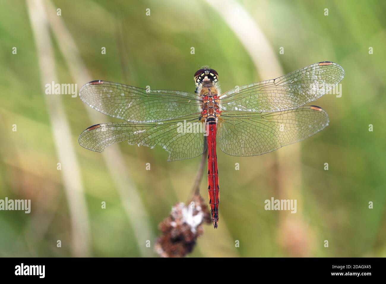 il sympetrum dell'Europa orientale (Sympetrum depressiusculum), maschile, siede su una corsa, Paesi Bassi, Overijssel, Weerribben-Wieden National Park Foto Stock