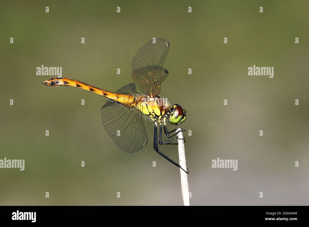 il sympetrum dell'Europa orientale (Sympetrum depressiusculum), giovane maschio siede in uno stelo, Paesi Bassi, Overijssel, Weerribben-Wieden National Park Foto Stock