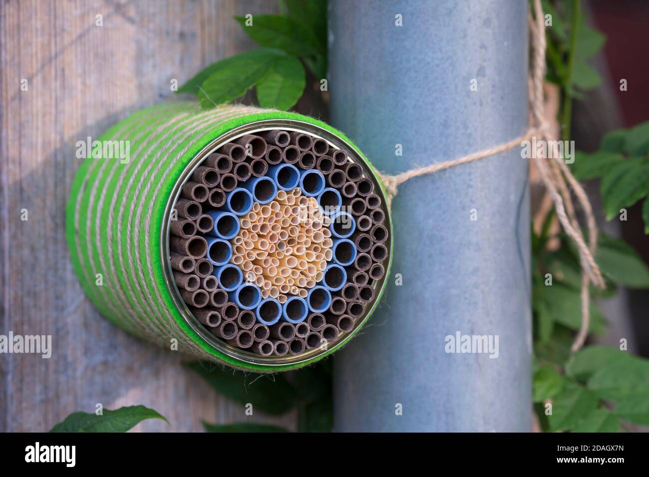 Aiuto di nidificazione dell'ape selvatica con tubi di cartone e cannucce naturali in una lattina, Germania Foto Stock