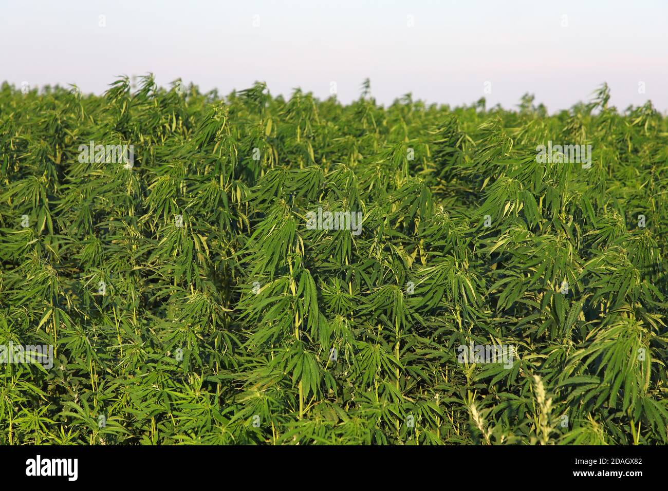 Canapa indiana, marijuana, mary jane (Cannabis sativa), campo di canapa, Austria, Burgenland, Neusiedler See National Park Foto Stock