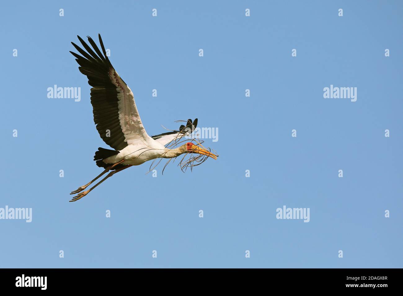 Cicogna gialla, cicogna in legno, ibis in legno (Mycteria ibis), volo con nidificazione in fattura, vista laterale, Sudafrica, Lowveld, Krueger Foto Stock