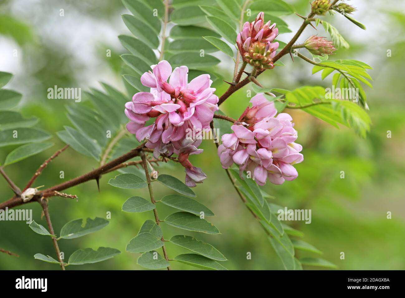 Brittly locusty (Robinia hispida), ramo fiorente Foto Stock