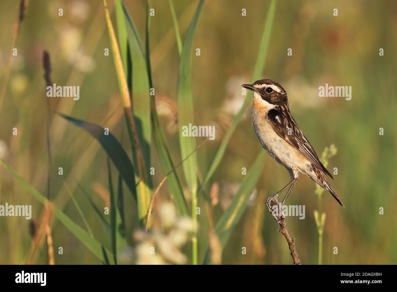 whinchat (Saxicola rubra), maschio siede in prato di palude, Ungheria, Parco Nazionale di Kiskunsag Foto Stock