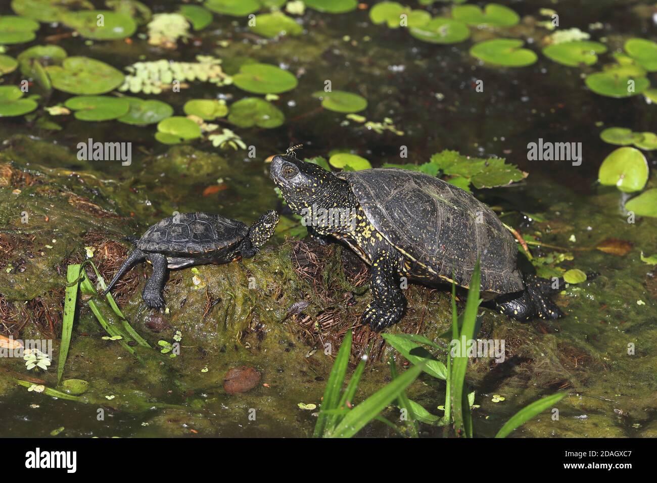 Terrapin europeo stagno, tartaruga europea stagno, tartaruga europea stagno (Emys orbicularis), adulto e giovanile sedersi su un tronco in un meandro cut-off di Foto Stock