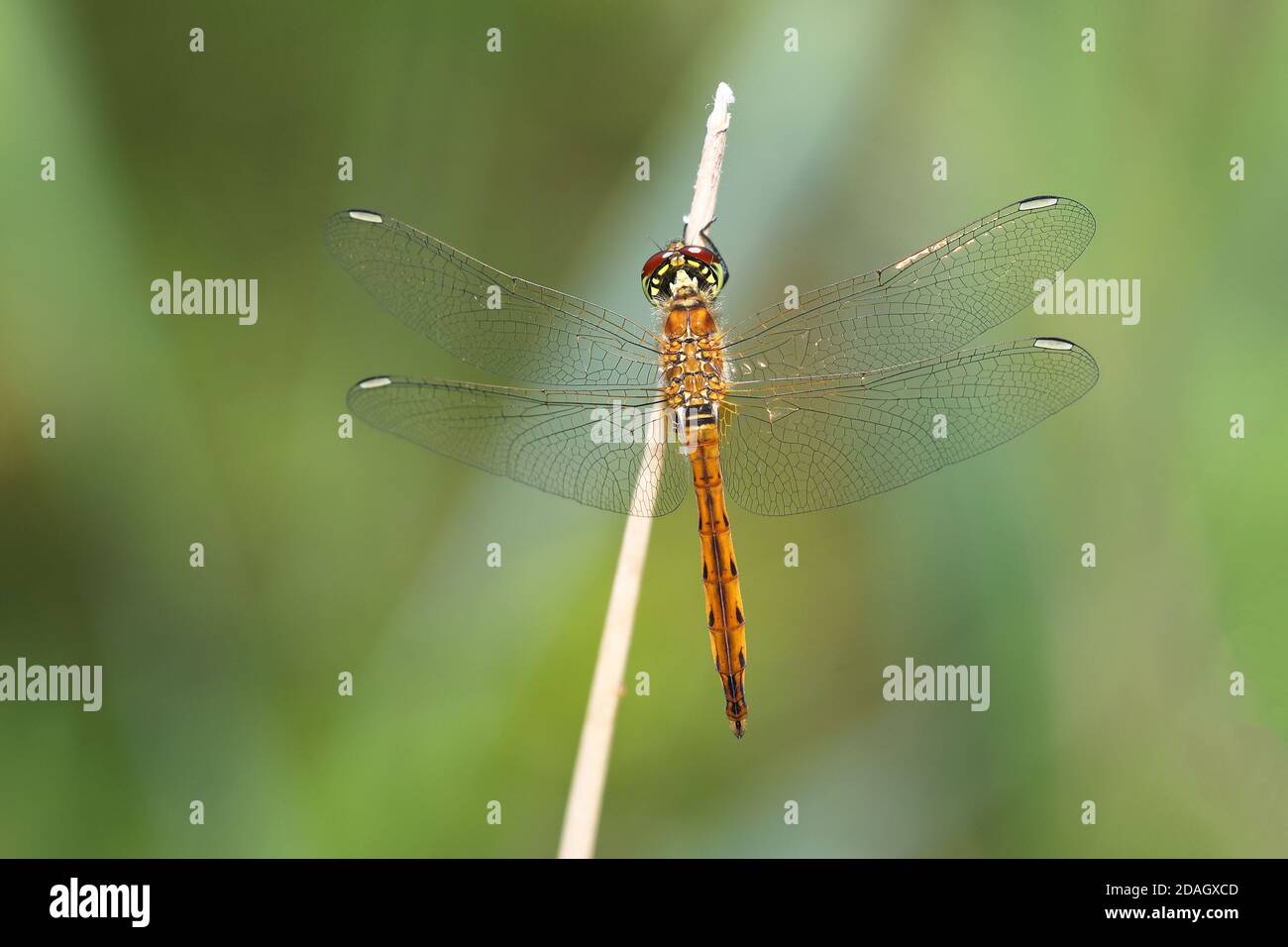 il sympetrum dell'Europa orientale (Sympetrum depressiusculum), giovane maschio siede in uno stelo, Paesi Bassi, Overijssel, Weerribben-Wieden National Park Foto Stock