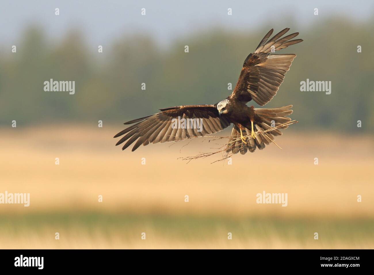 Western Marsh Harrier (Circus aeruginosus), femmina che atterra al nido con materiale nidificanti, Paesi Bassi, Groningen Foto Stock