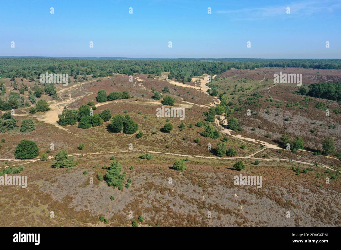 Parco nazionale, paesaggio erica, vista aerea, Paesi Bassi, Gelderland, Parco Nazionale di Veluwedim, Rheden Foto Stock