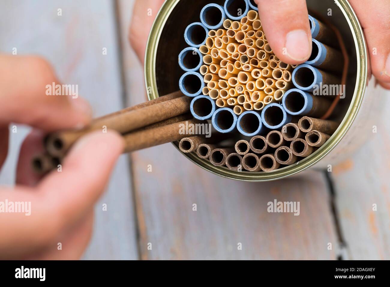 Aiuto di nidificazione dell'ape selvatica con tubi di cartone e cannucce naturali in una lattina, Germania Foto Stock