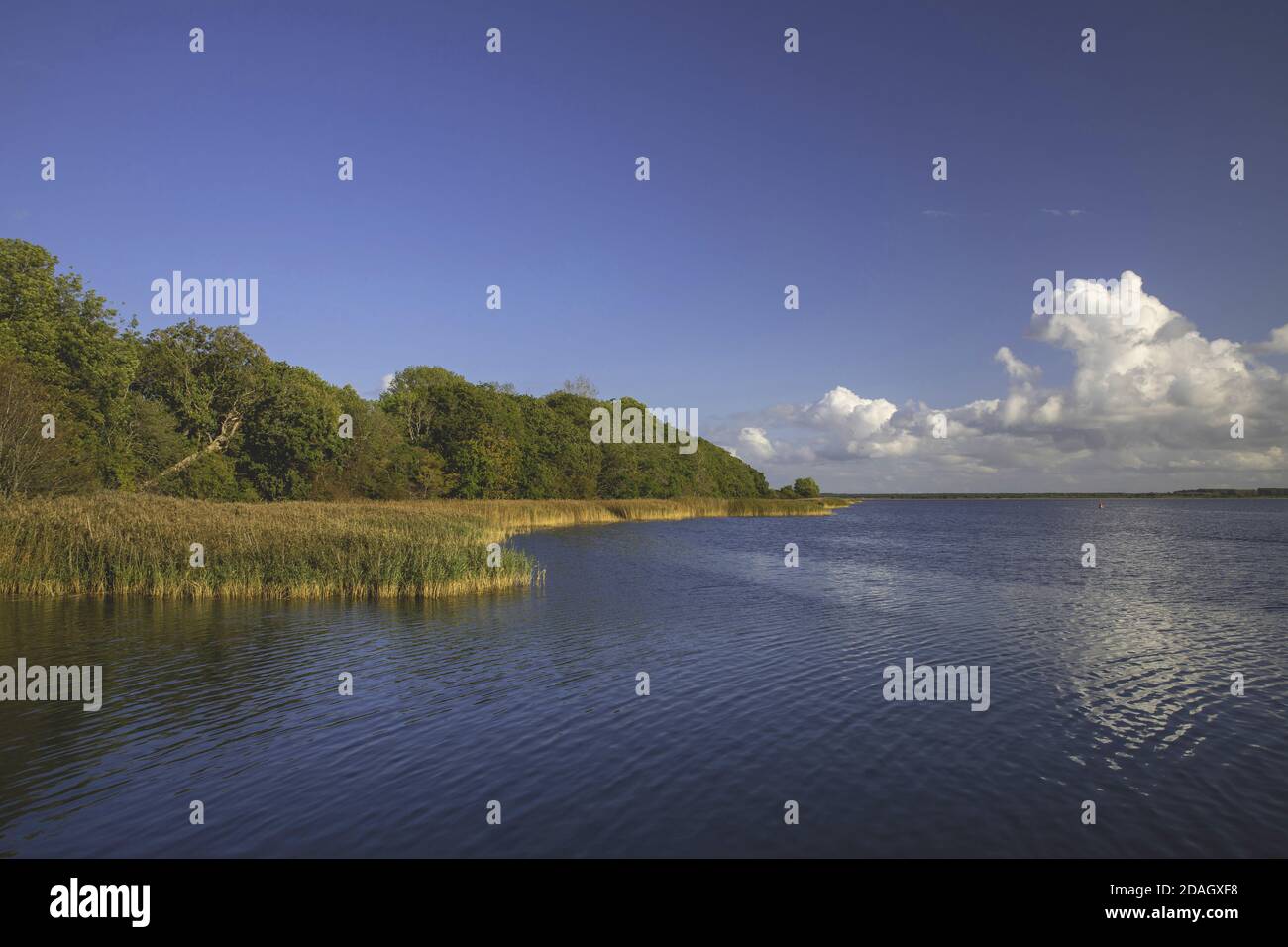 Vitter Bodden sull'isola di Hiddensee, Germania, Meclemburgo-Pomerania occidentale, Hiddensee Foto Stock