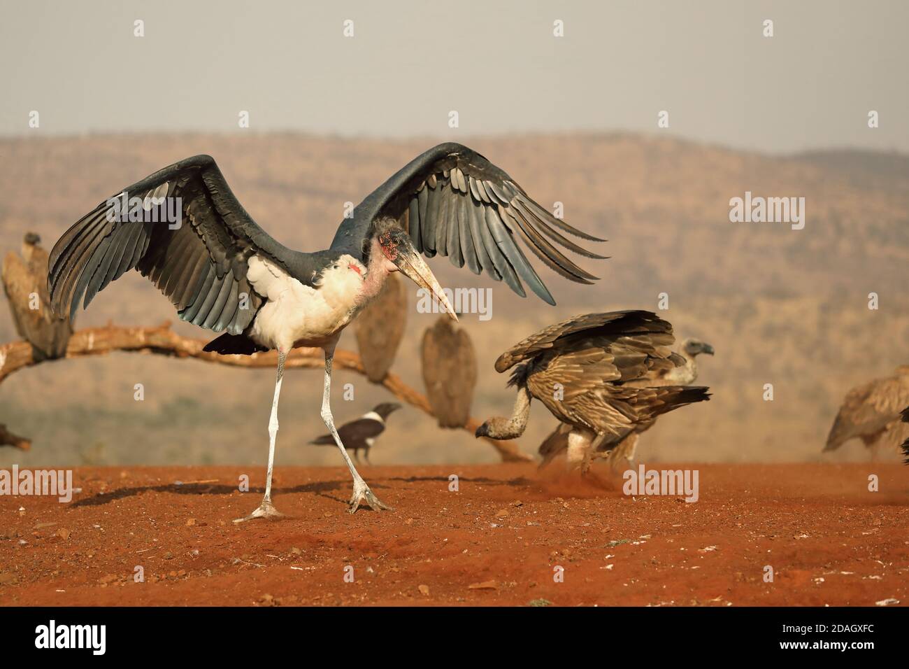 cicogna di marabou (Leptoptilos crumeniferus), giovane uccello passeggiate flapping ali al luogo di alimentazione, avvoltoi sullo sfondo, Sudafrica, Foto Stock