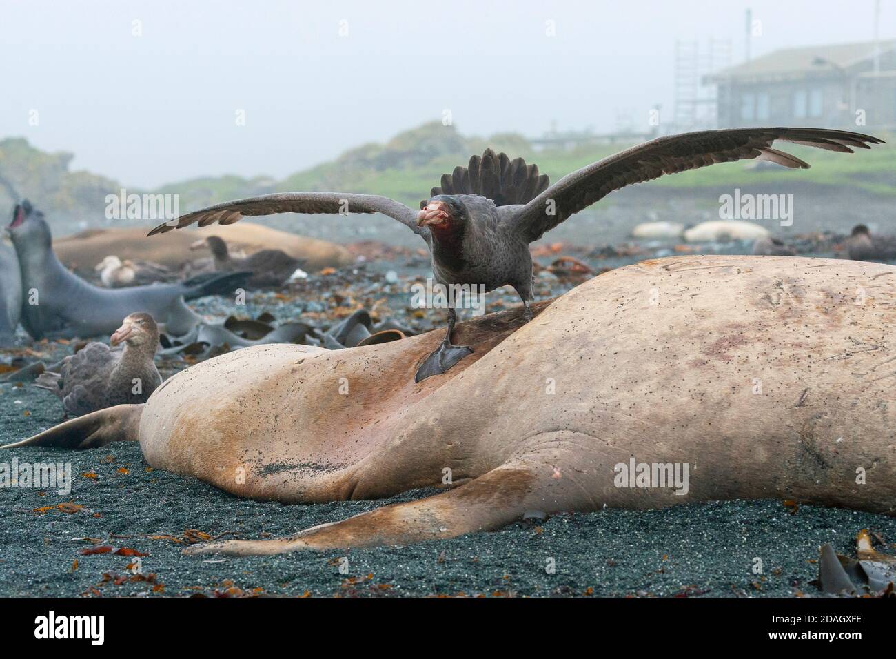 Il petrel gigante settentrionale, il petrel gigante, il petrel gigante di Hall (Macronectes halli), perches con ali allungate sulla carcassa di un elefante meridionale Foto Stock