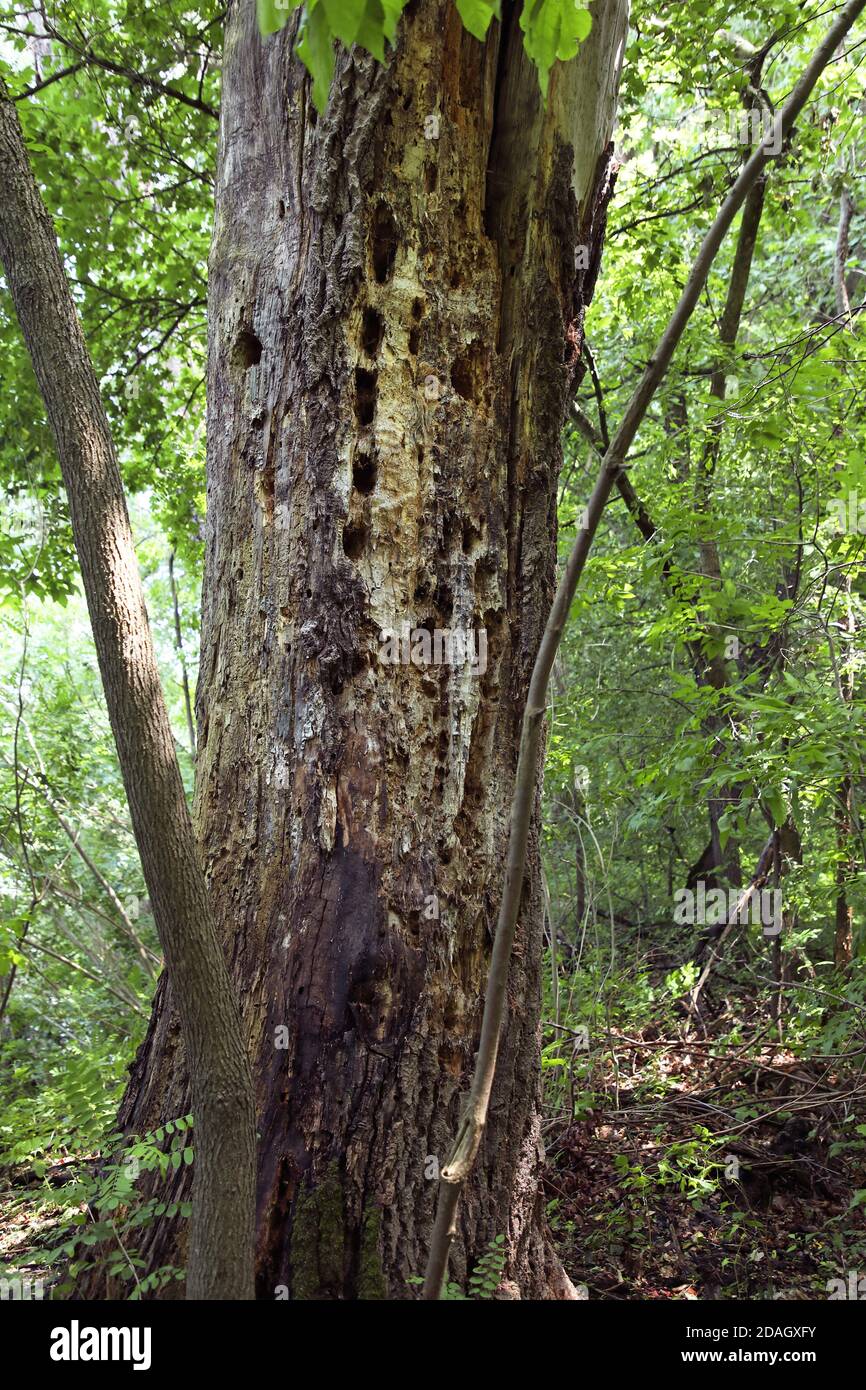 Albero morto con grotte di picchio nella foresta alluvionale del Tisza, Ungheria, Lakitelek Foto Stock