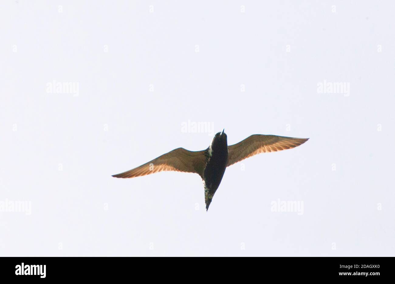 Plover d'oro del Pacifico (Pluvialis fulva), in volo, Cina, Hebei Foto Stock