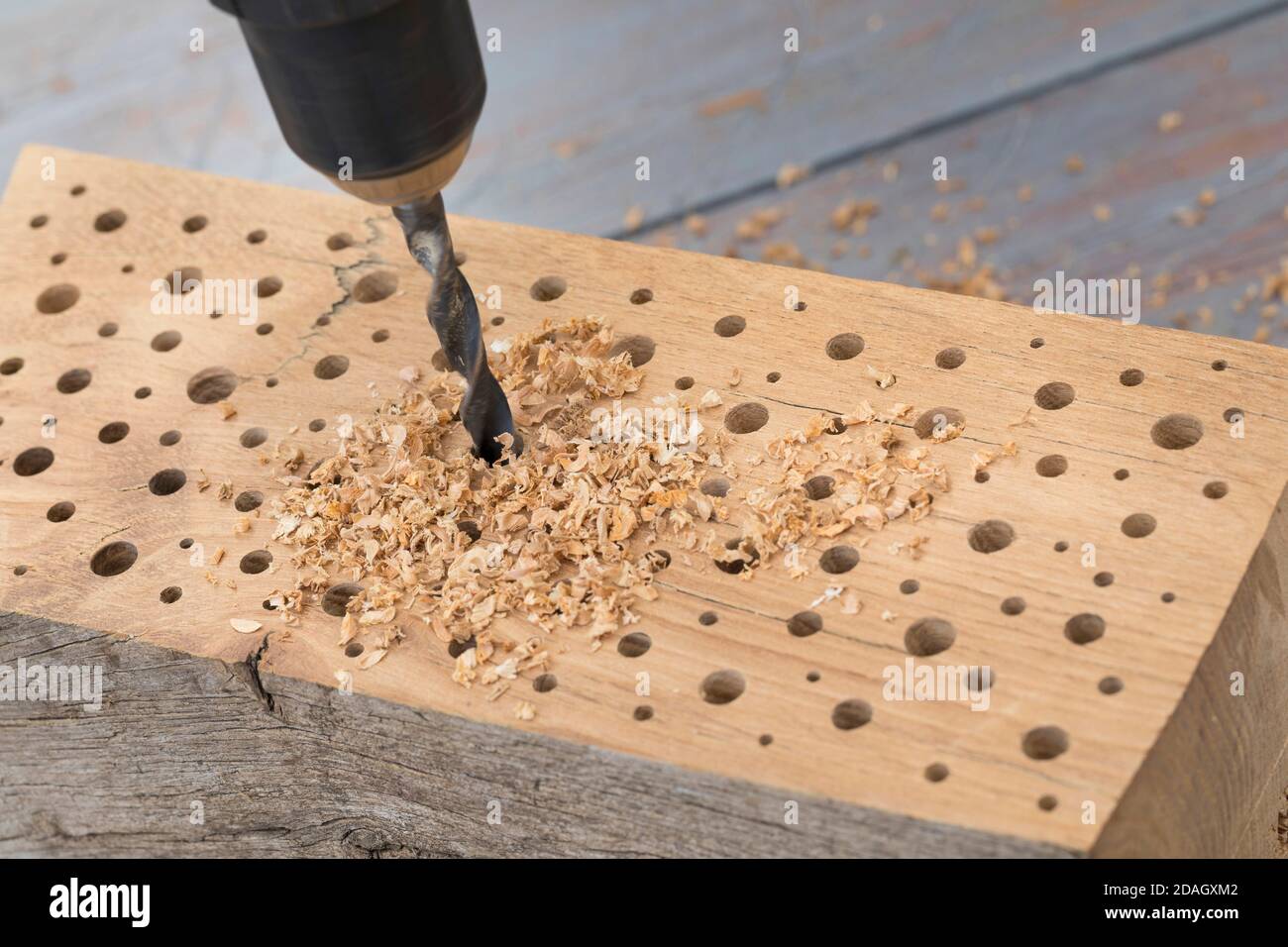 L'aiuto di nidificazione dell'ape selvaggia fatto di legno duro, buchi di spessore differente sono forati nel legno con un trapano, Germania Foto Stock