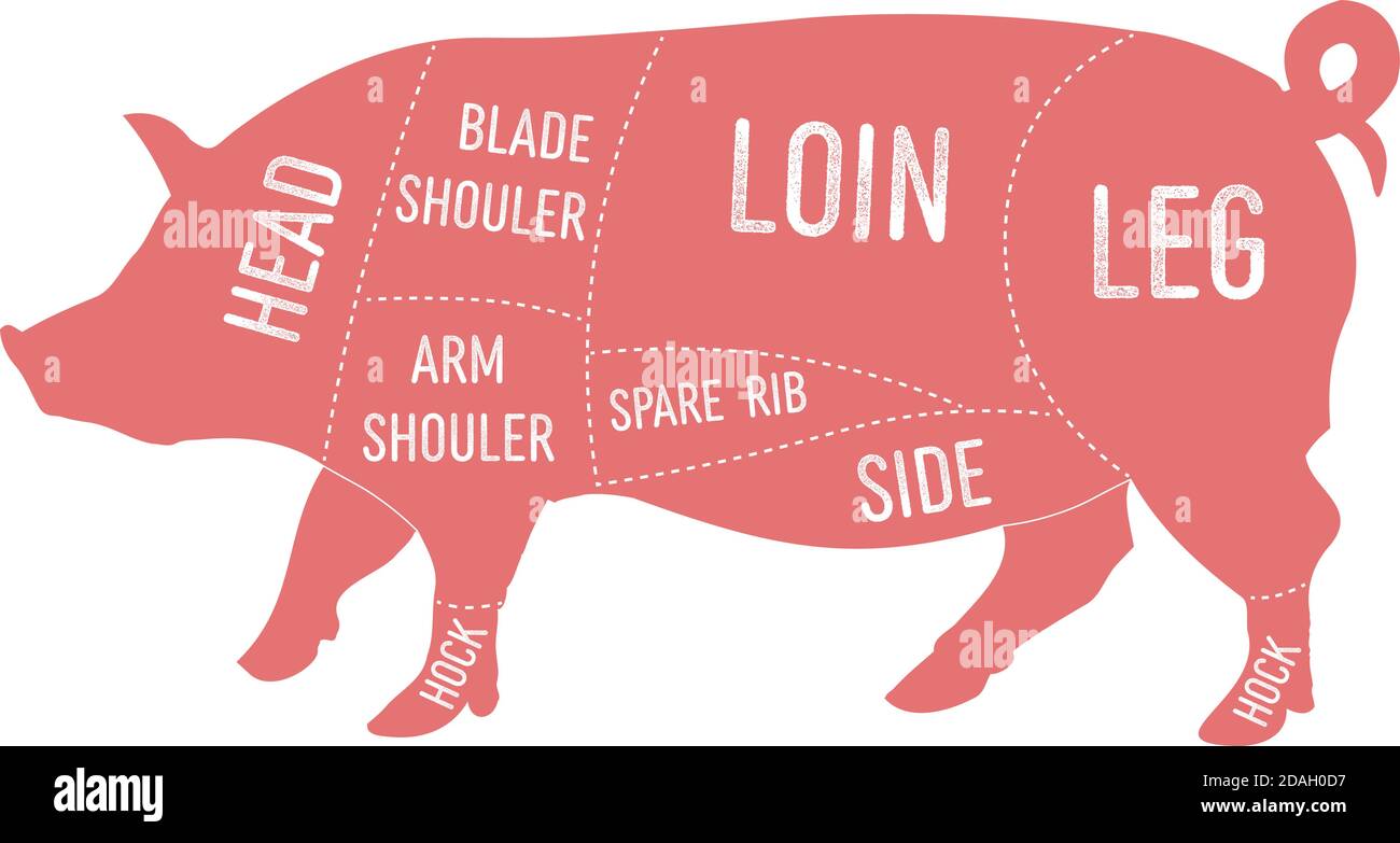 Illustrazione vettoriale del diagramma dei tagli primordiali di carne di maiale americana, schema degli Stati Uniti per macellaio Illustrazione Vettoriale