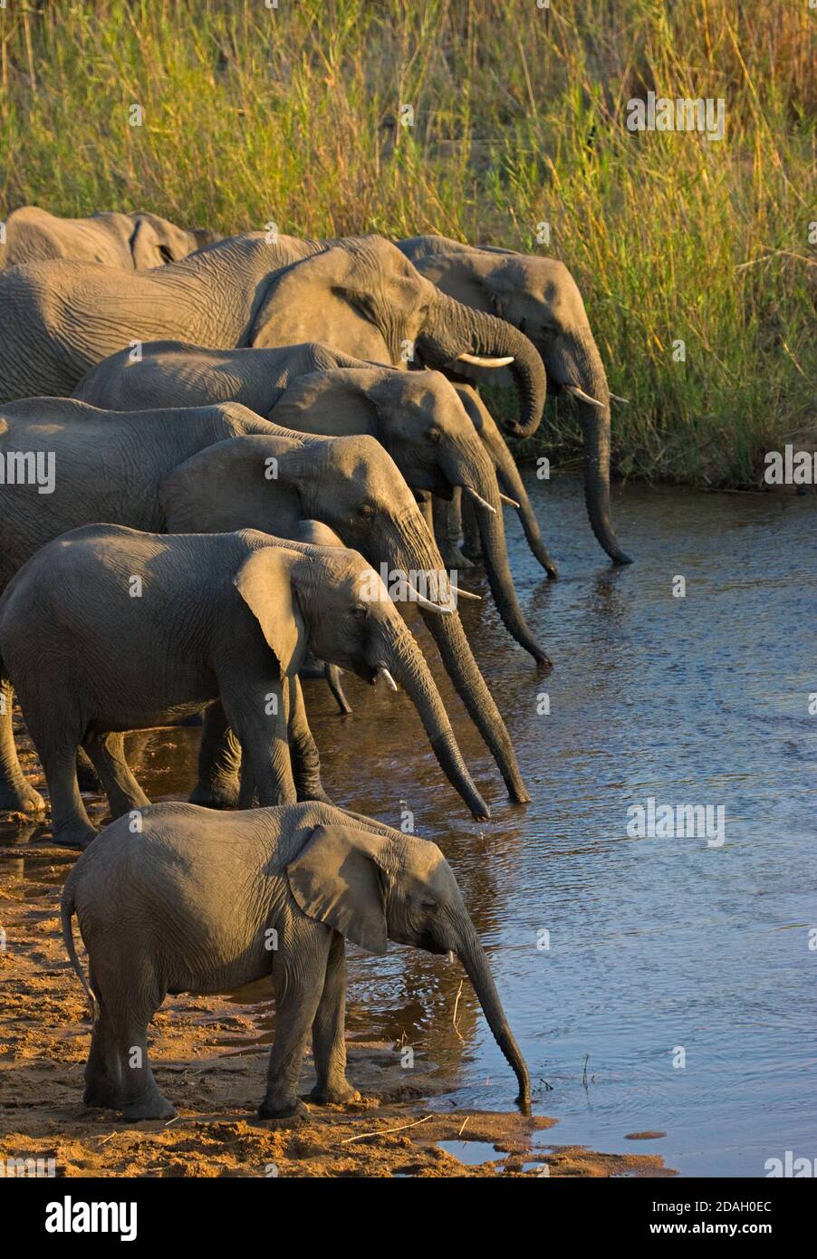 Allevamento di elefanti presso il fiume, Kruger National Park, Sud Africa Foto Stock