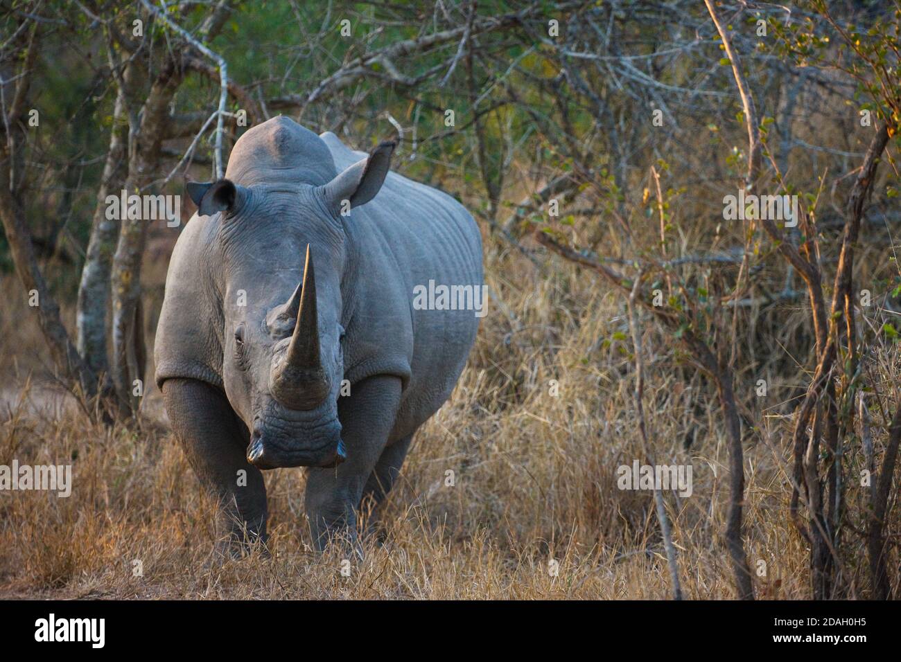 Rinoceronte nero, Parco Nazionale Kruger, Sud Africa Foto Stock