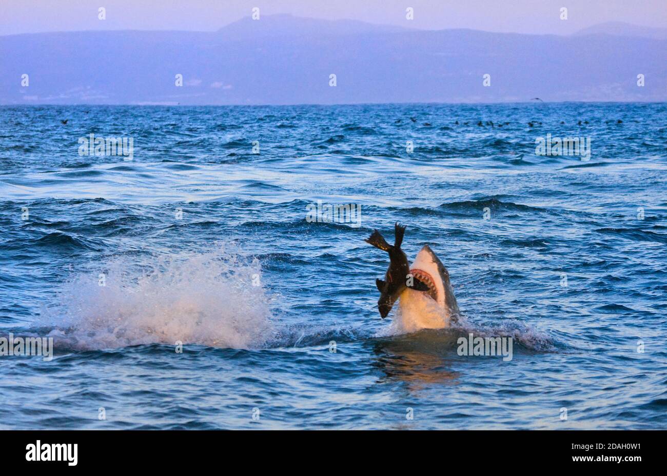 Il grande squalo bianco violazione dopo che la guarnizione, False Bay, Sud Africa Foto Stock