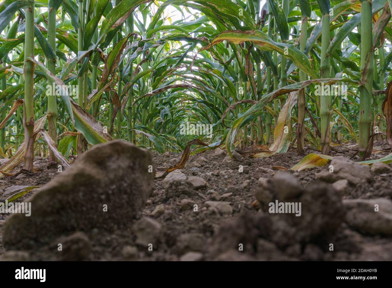 All'interno di un tunnel del campo di mais dalla vista ad angolo basso Foto Stock