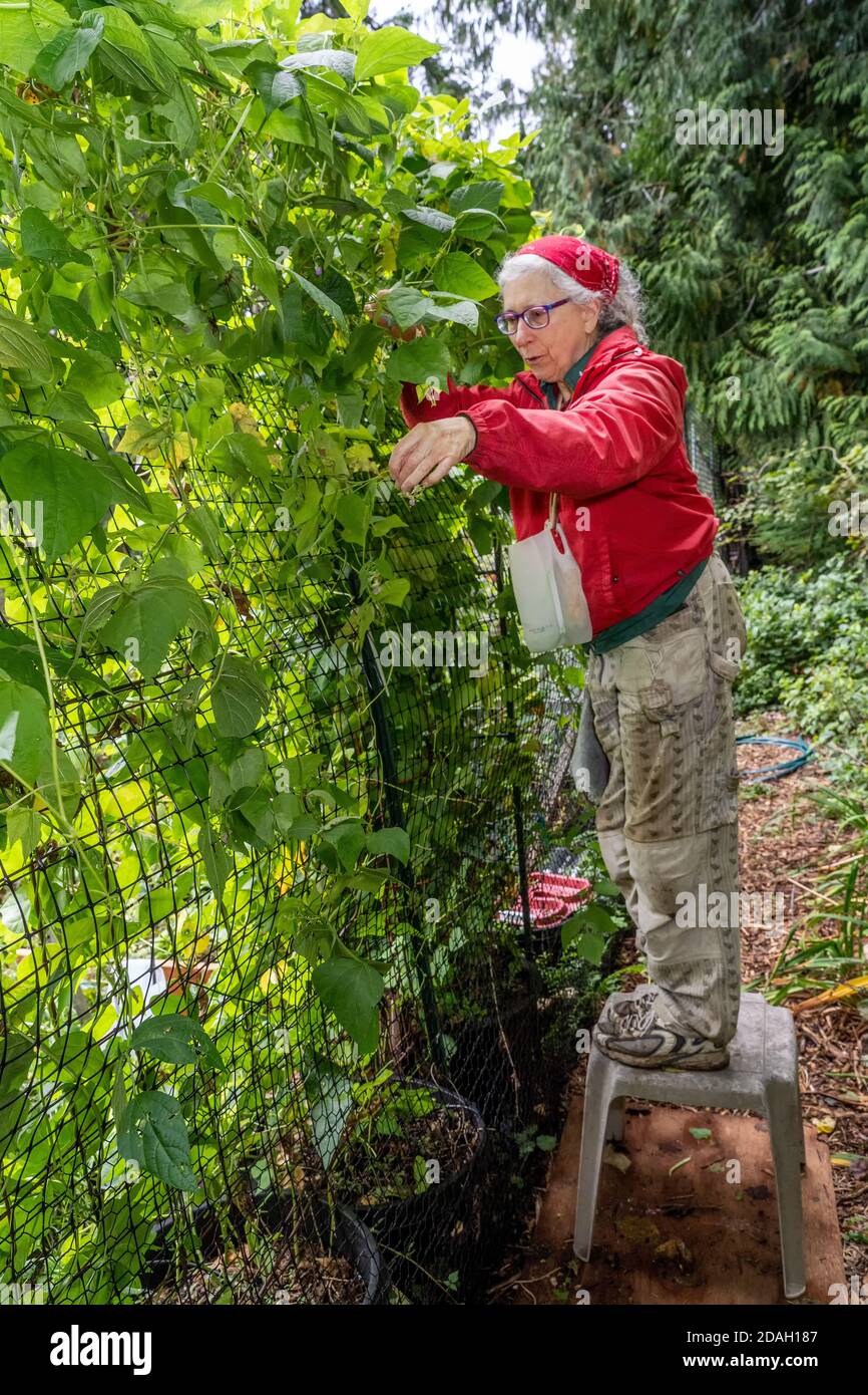 Issaquah, Washington, Stati Uniti. Donna che raccoglie i fagioli verdi del palo di Rattlesnake. Foto Stock