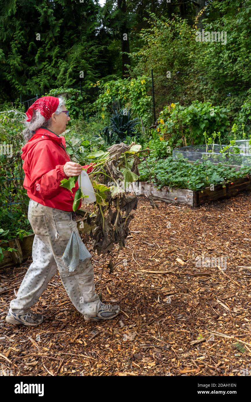 Issaquah, Washington, Stati Uniti. Donna che trasporta le viti di squash di fine stagione al palo del composto. Foto Stock