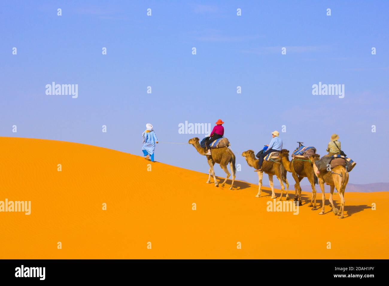 Caravan del cammello nel deserto del Sahara, Erg Chebbi, Marocco Foto Stock