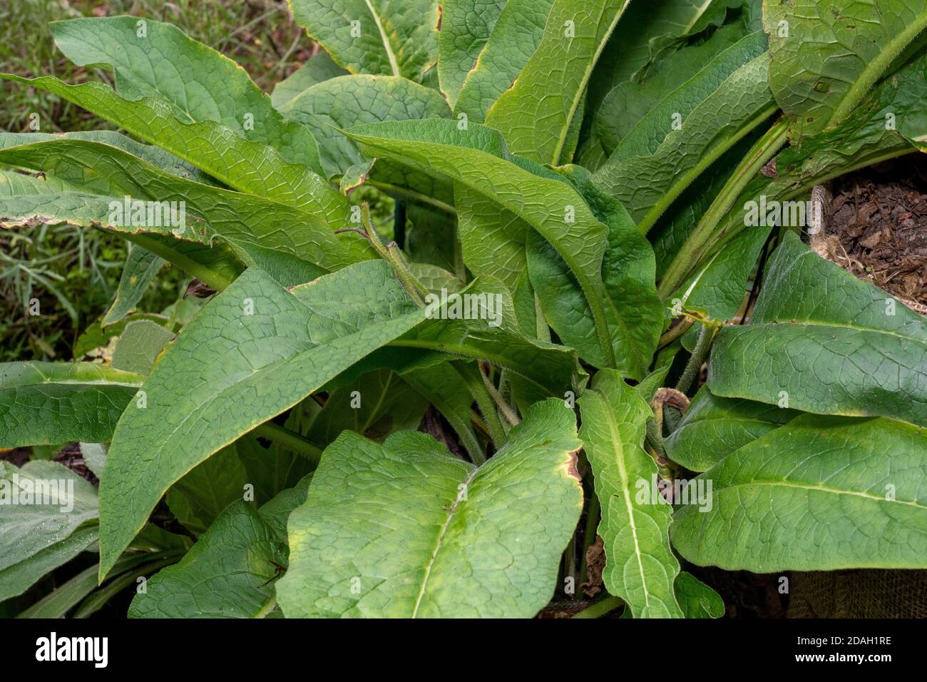 Issaquah, Washington, Stati Uniti. La pianta di Comfrey, conosciuta anche come knitbone per la sua reputazione per healing le ossa rotte e molti altri ailments. Foto Stock