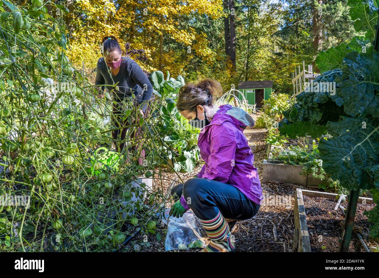 Issaquah, Washington, Stati Uniti. Donne che raccolgono i tomatillos in un giardino comunitario. Foto Stock