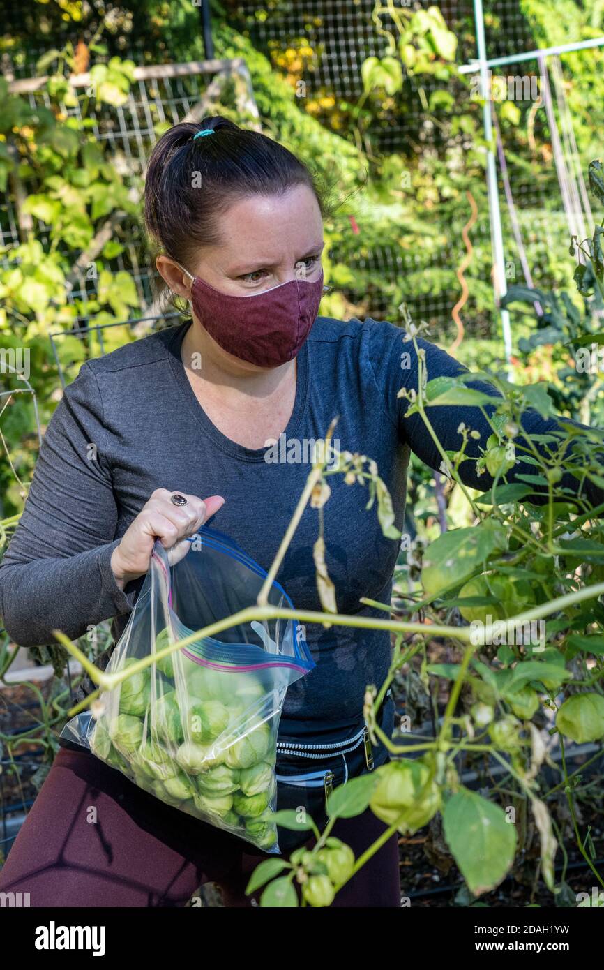 Issaquah, Washington, Stati Uniti. Donna che raccoglie i tomatillos in un giardino comunitario. Foto Stock