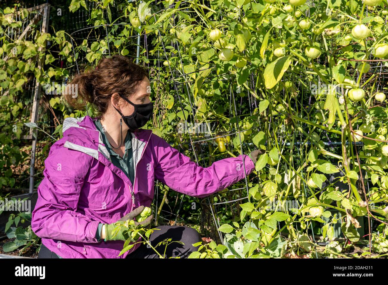 Issaquah, Washington, Stati Uniti. Donna che raccoglie i tomatillos in un giardino comunitario. Foto Stock
