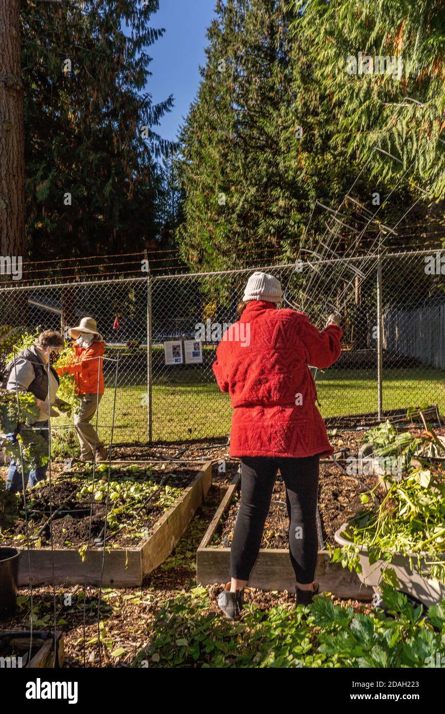 Issaquah, Washington, Stati Uniti. Donna che tiene gabbie di pomodoro e altre donne che fanno la pulizia del giardino di fine stagione in un giardino di comunità Foto Stock