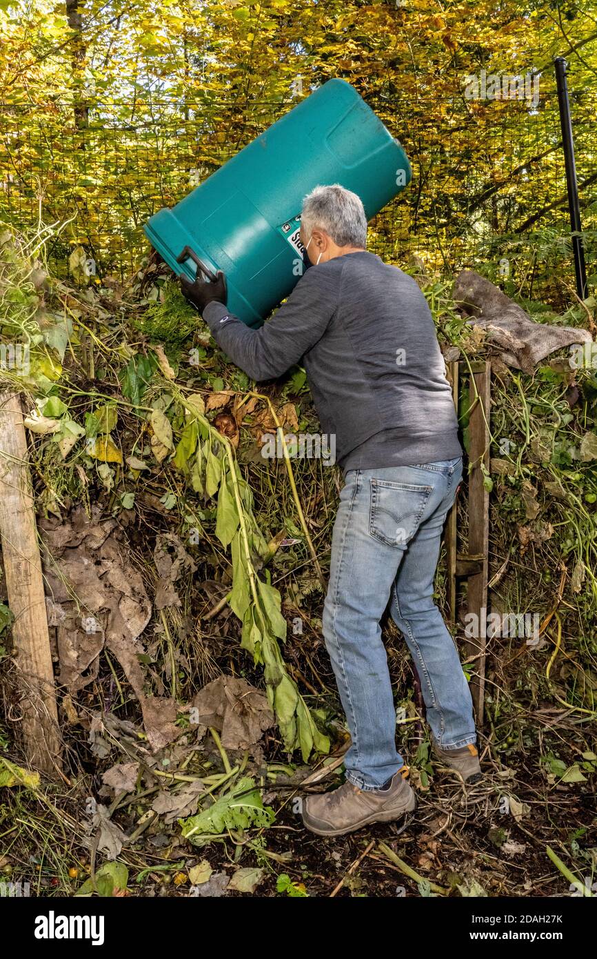 Issaquah, Washington, Stati Uniti. L'uomo che scarica un barile di rifiuti di pianta (verdi) ad un palo di composto in un giardino di comunità. Foto Stock