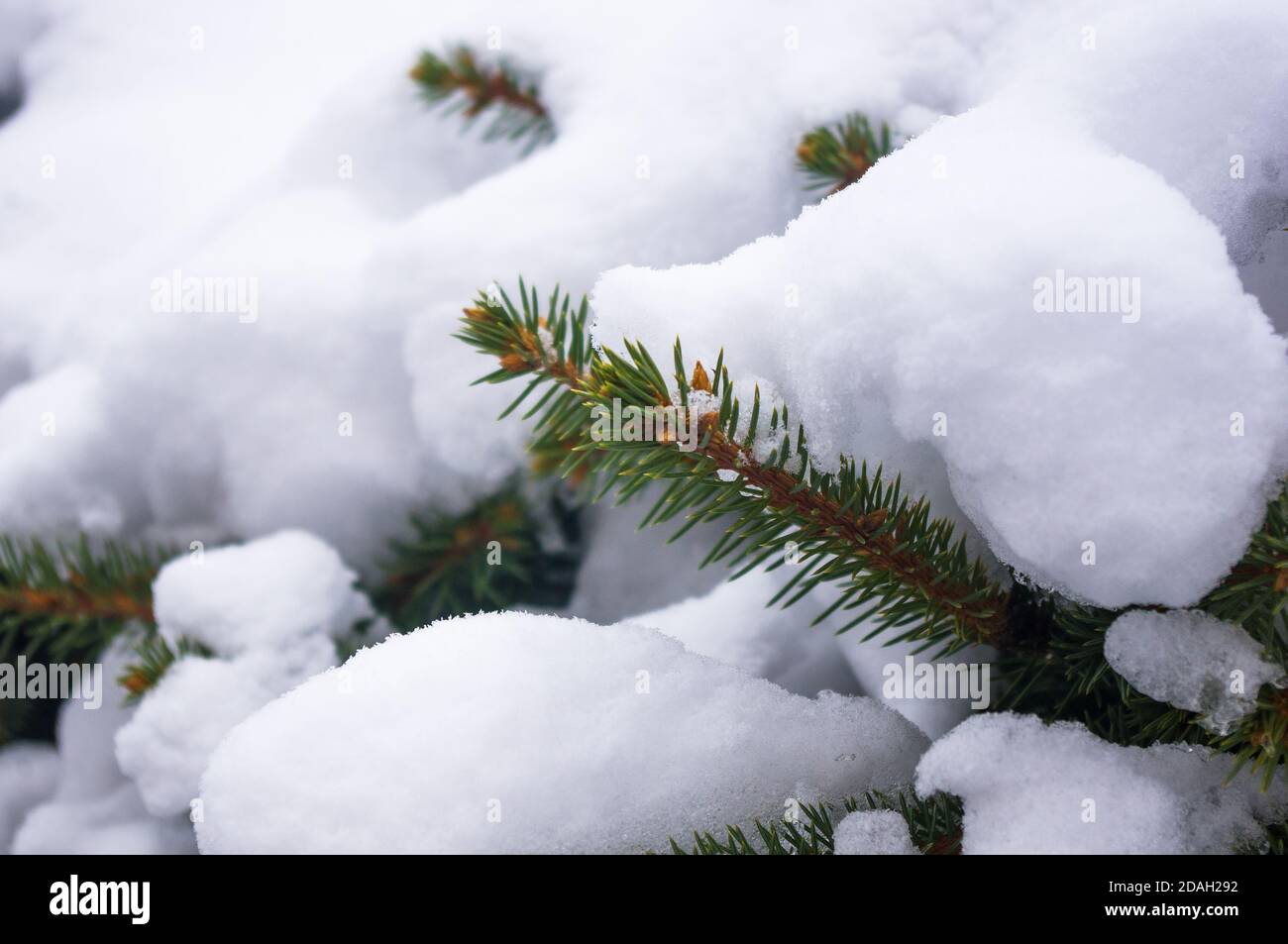 Ramo verde soffice di abete nella neve Foto Stock