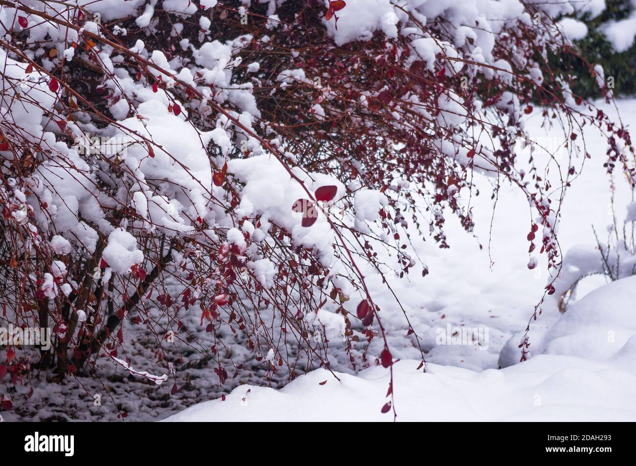 Coperto di neve, grappoli di bacche rosse di un Cotoneaster Horizalis Decne, sfondo invernale. Foto Stock