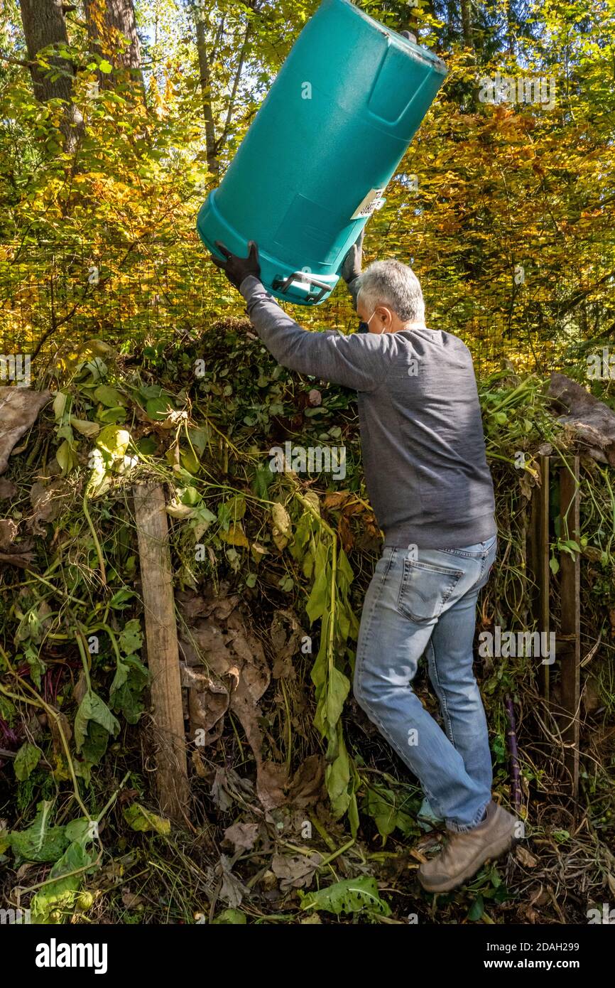 Issaquah, Washington, Stati Uniti. L'uomo che scarica un barile di rifiuti di pianta (verdi) ad un palo di composto in un giardino di comunità. Foto Stock
