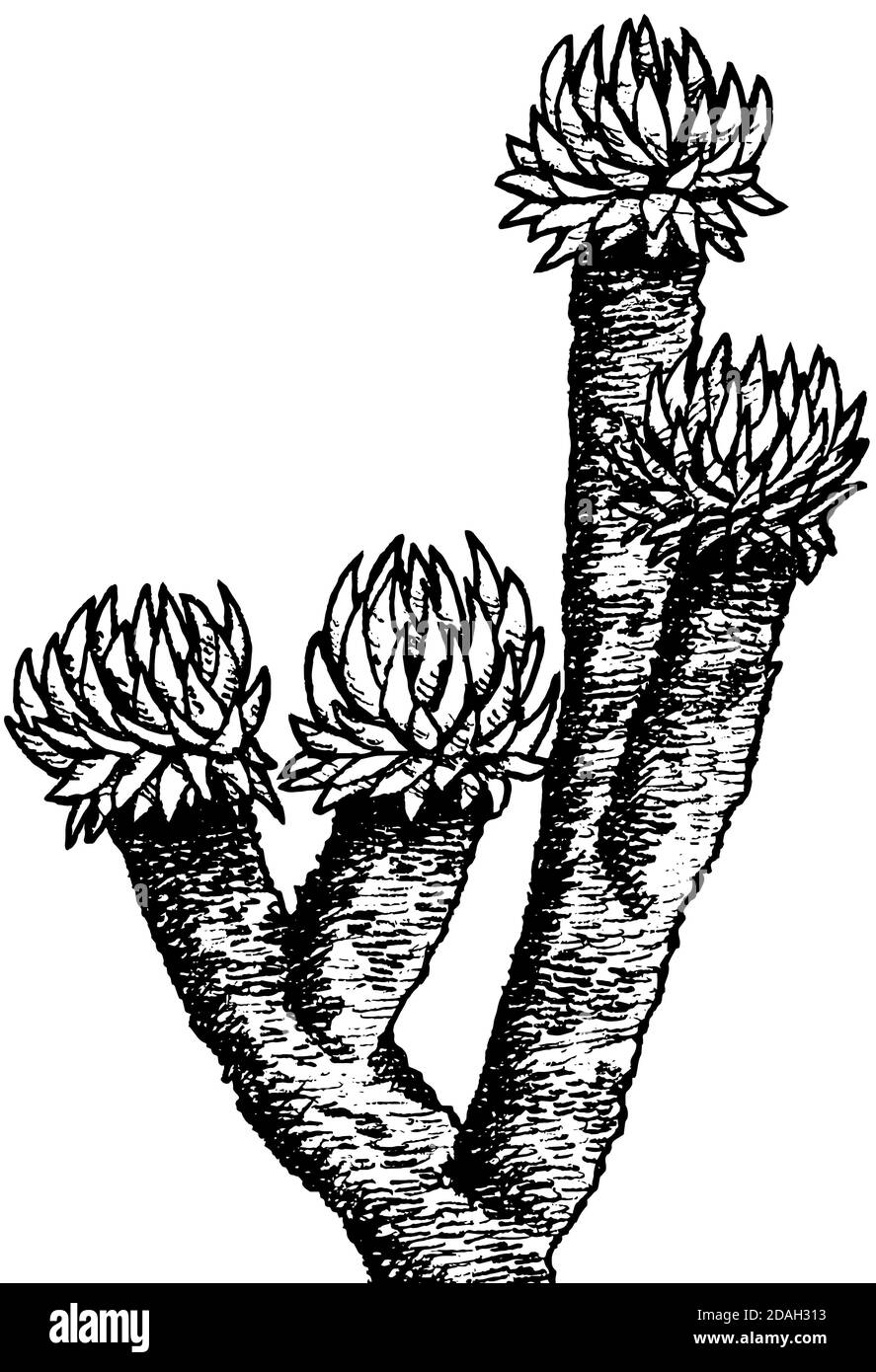 Arbusti di Senecio gigante, una pianta endemica di terre aride e rocciose intorno al Monte Kilimanjaro. Un simbolo africano della Tanzania. Disegno dell'inchiostro. Foto Stock