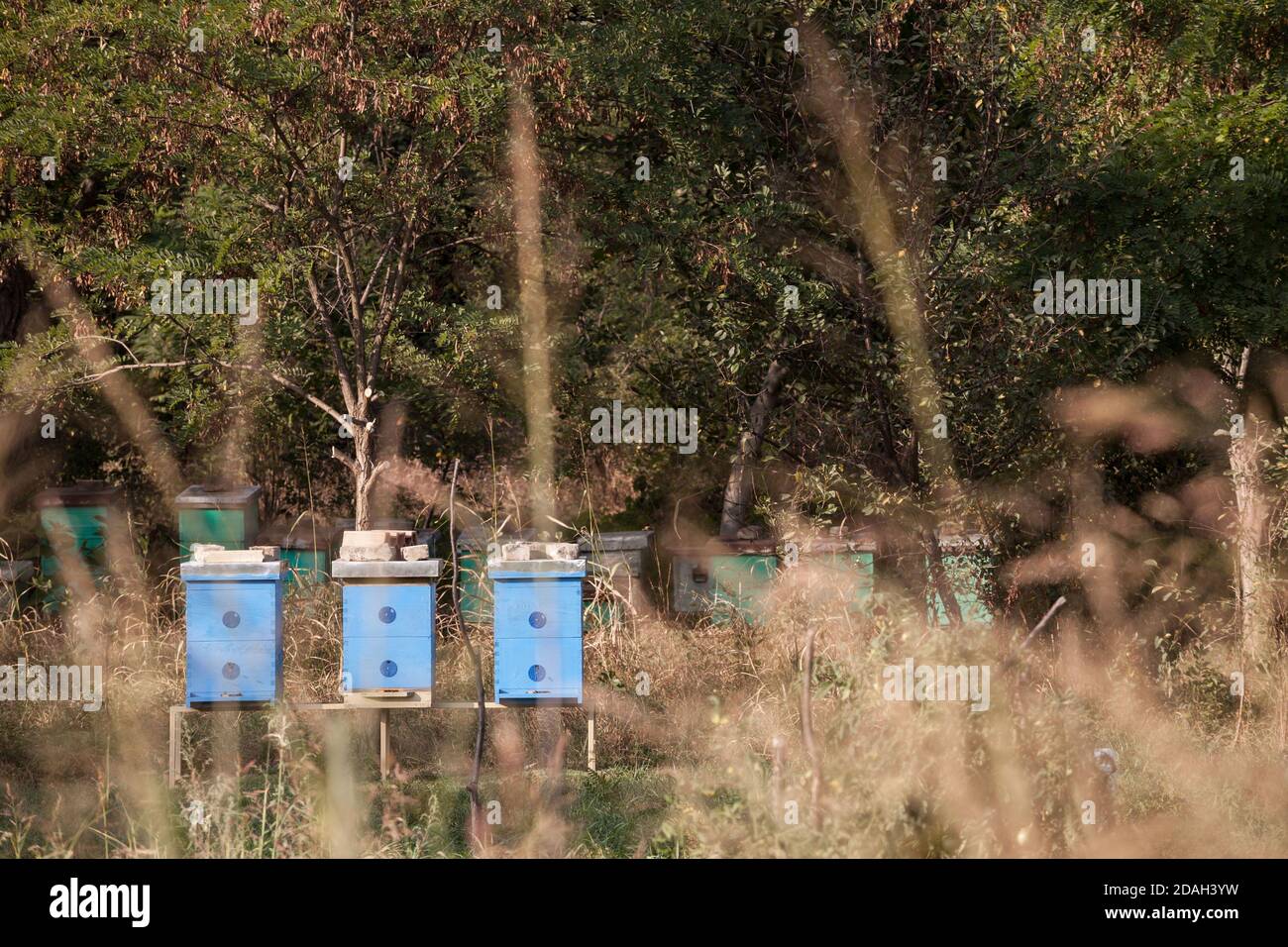 Alveari in un campo in un tipico paesaggio rurale d'Europa, mezzo nascosto da erbe secche e erba. Alveari sono utilizzati per raccogliere il miele in agricoltura b Foto Stock