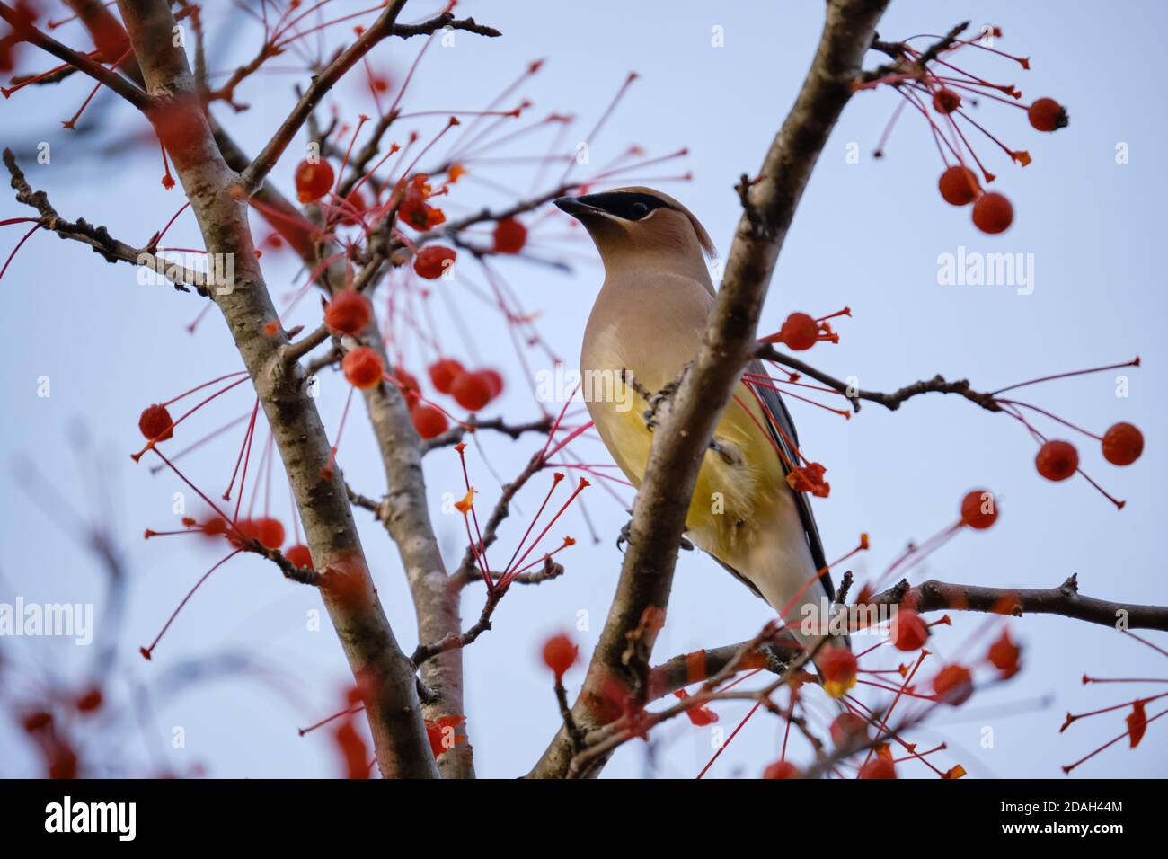Un Cedar waxwing, Bombycilla cedrorum appollaiato su un ramo di albero di un granchio nella frutta Foto Stock
