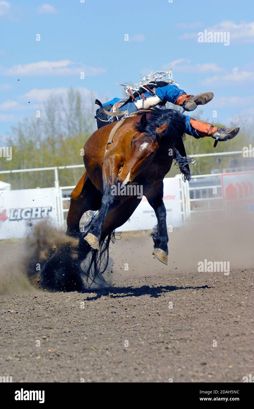 Una vista frontale di un rodeo bareback cavallo e cavaliere con il suo monte che brilla selvaggiamente in aria in un rodeo Alberta. Foto Stock