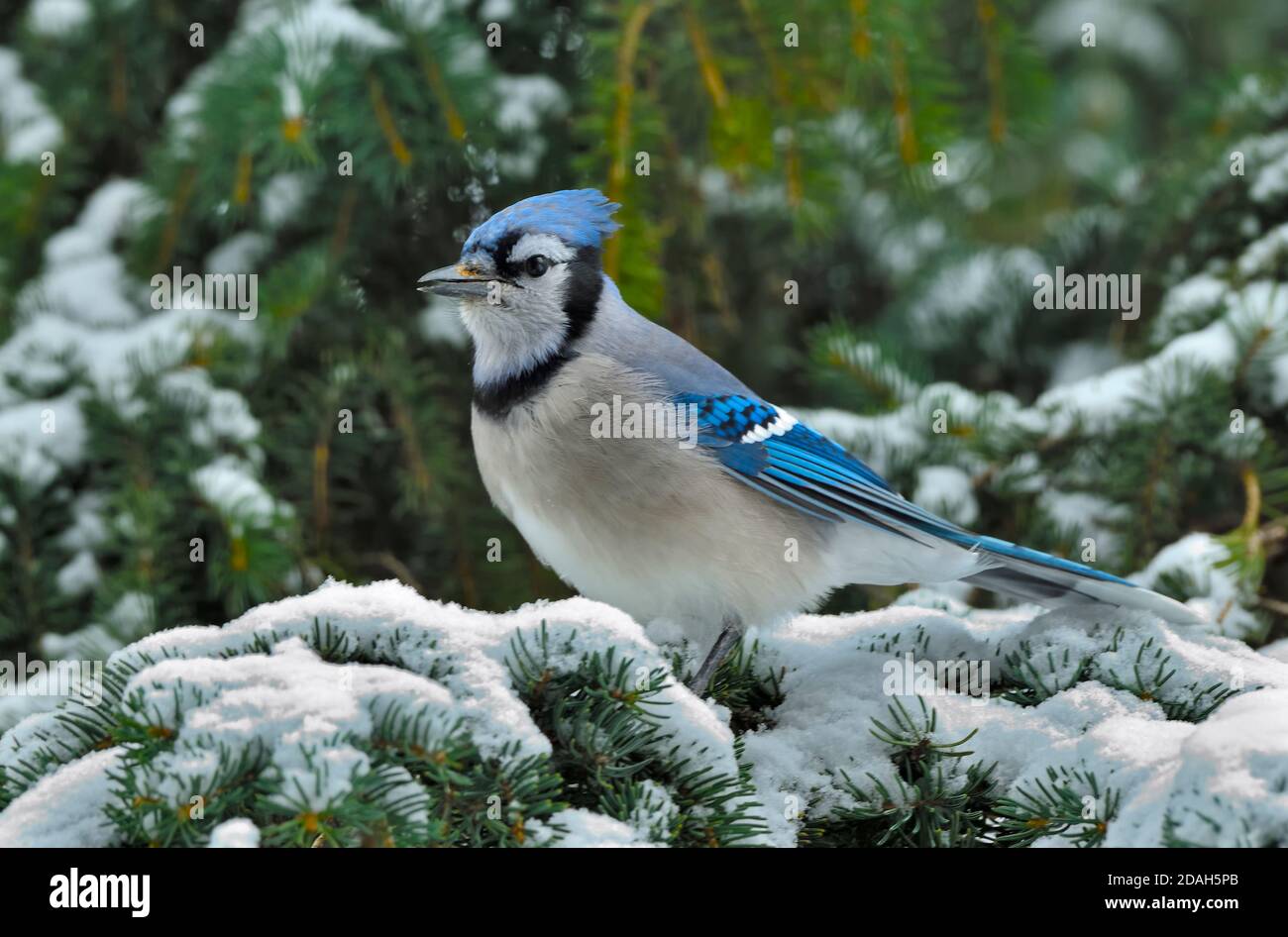 Un Blue Jay orientale,' Cyanocitta cristata', arroccato su un ramo di abete rosso innevato nella campagna Alberta Canada Foto Stock