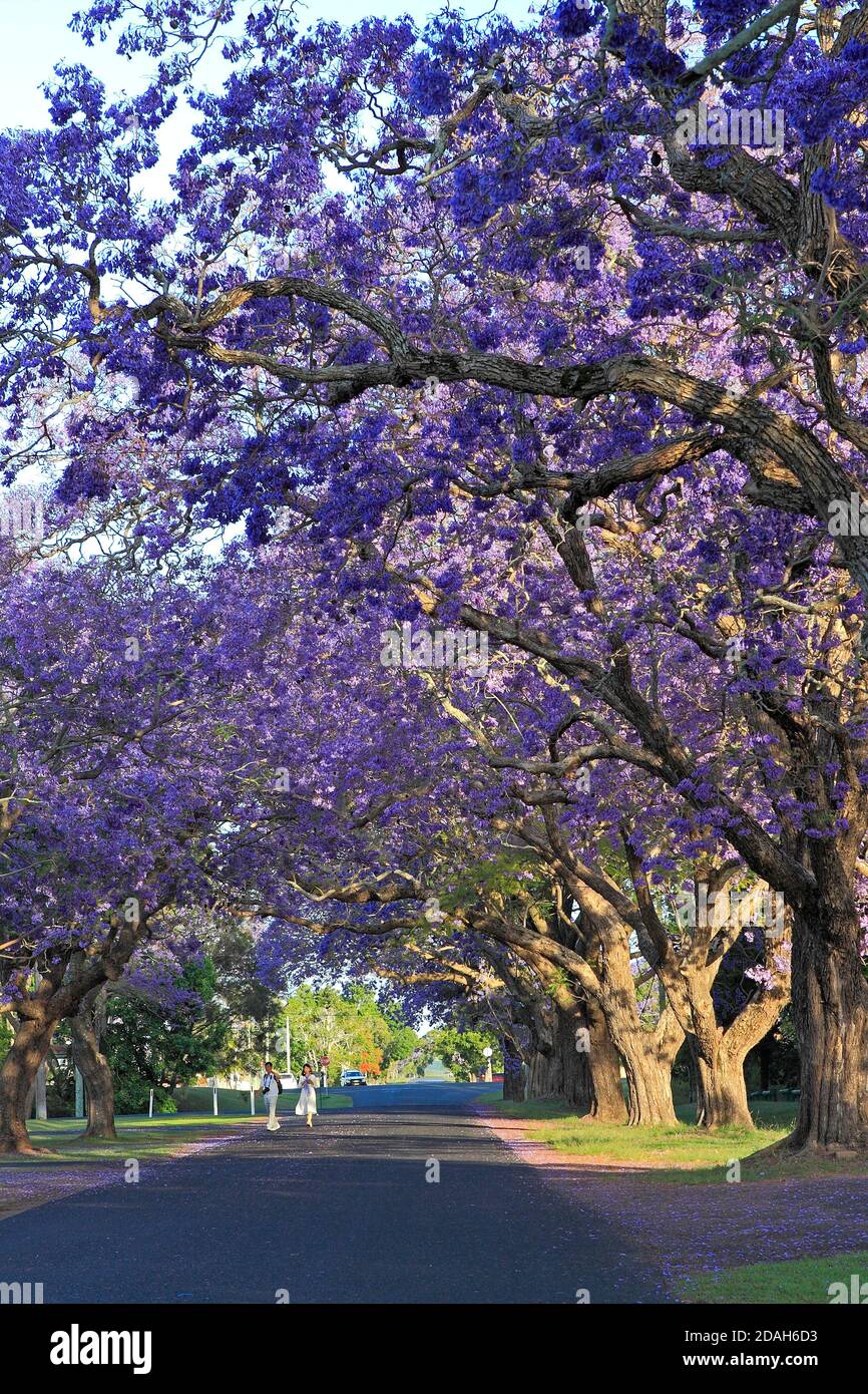 Jacaranda alberi, Jacaranda mimosifolia in fiore formando un baldacchino sulla strada. Ci sono due persone che camminano lungo la strada. Bacon Street, Grafton, Foto Stock