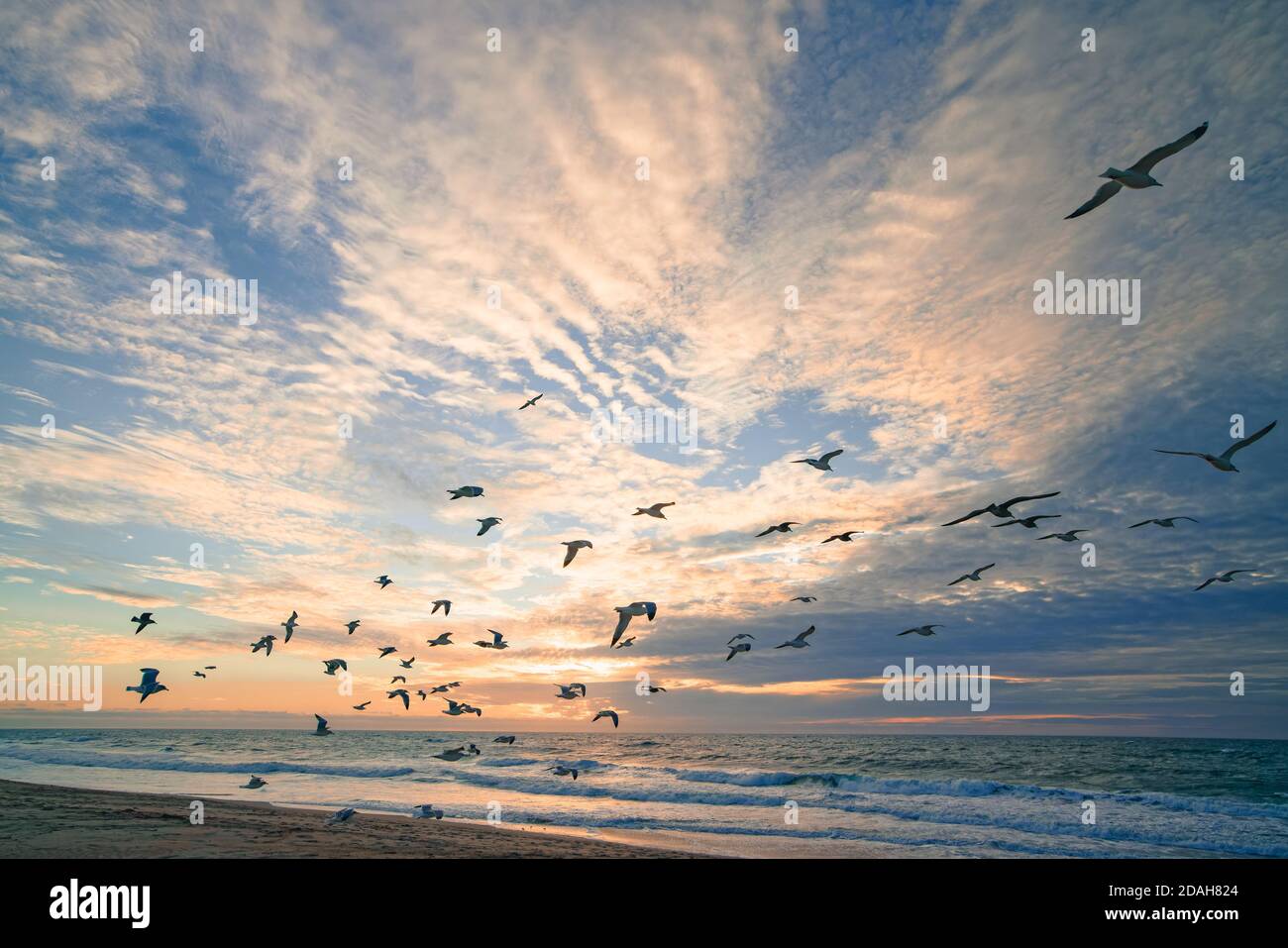 Tramonto rosa sulla spiaggia e silhouette di uccelli volanti con il cielo nuvoloso colorato sullo sfondo Foto Stock