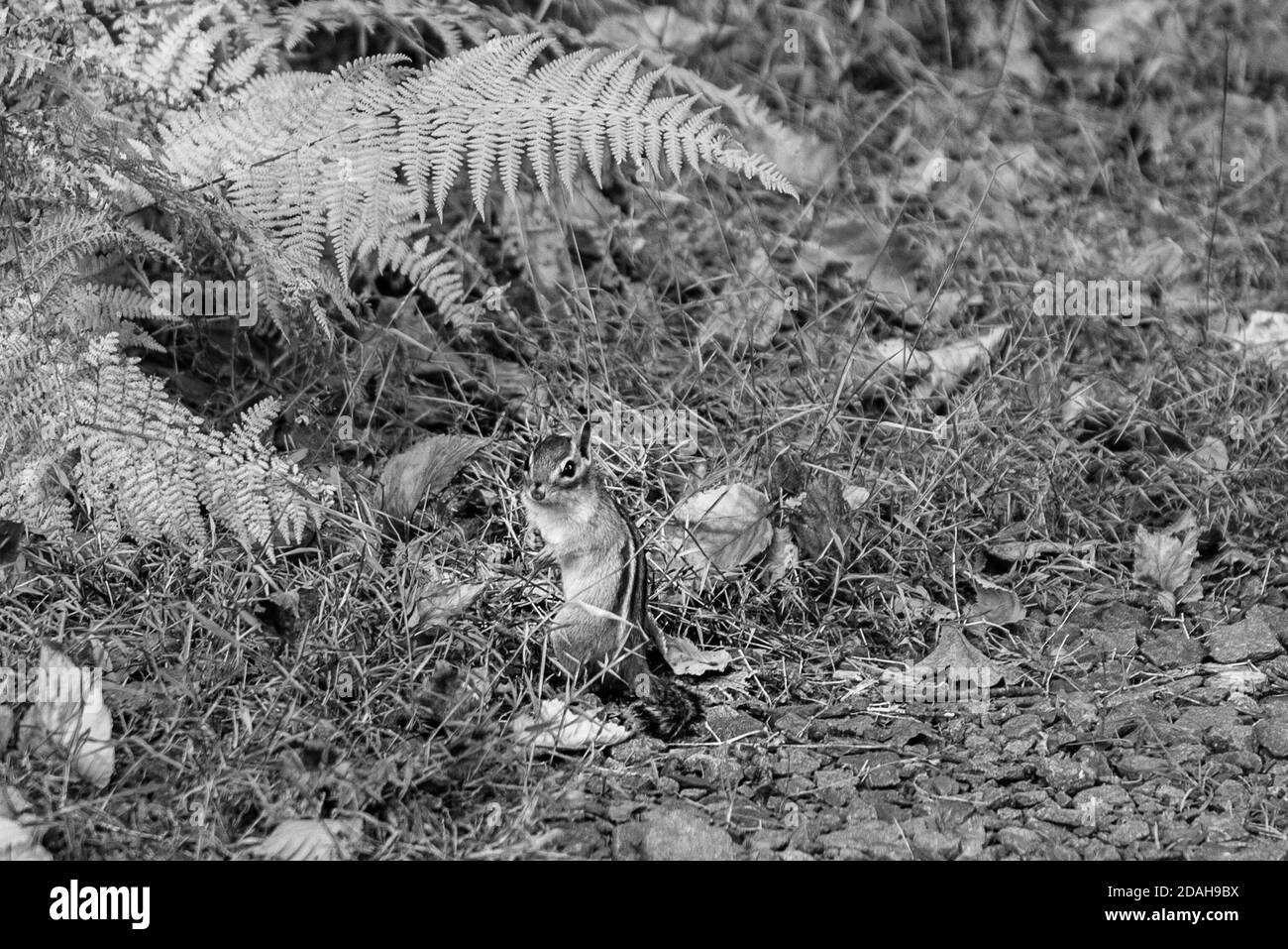 Chipmunk seduto sotto una foglia Foto Stock