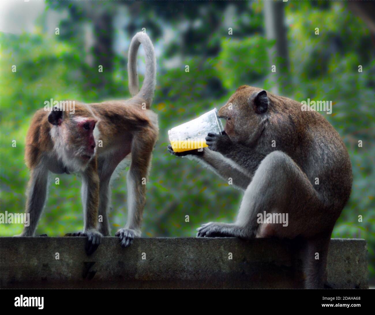 Krabi, Thailandia - Railay Beach Monkey Envy Foto Stock
