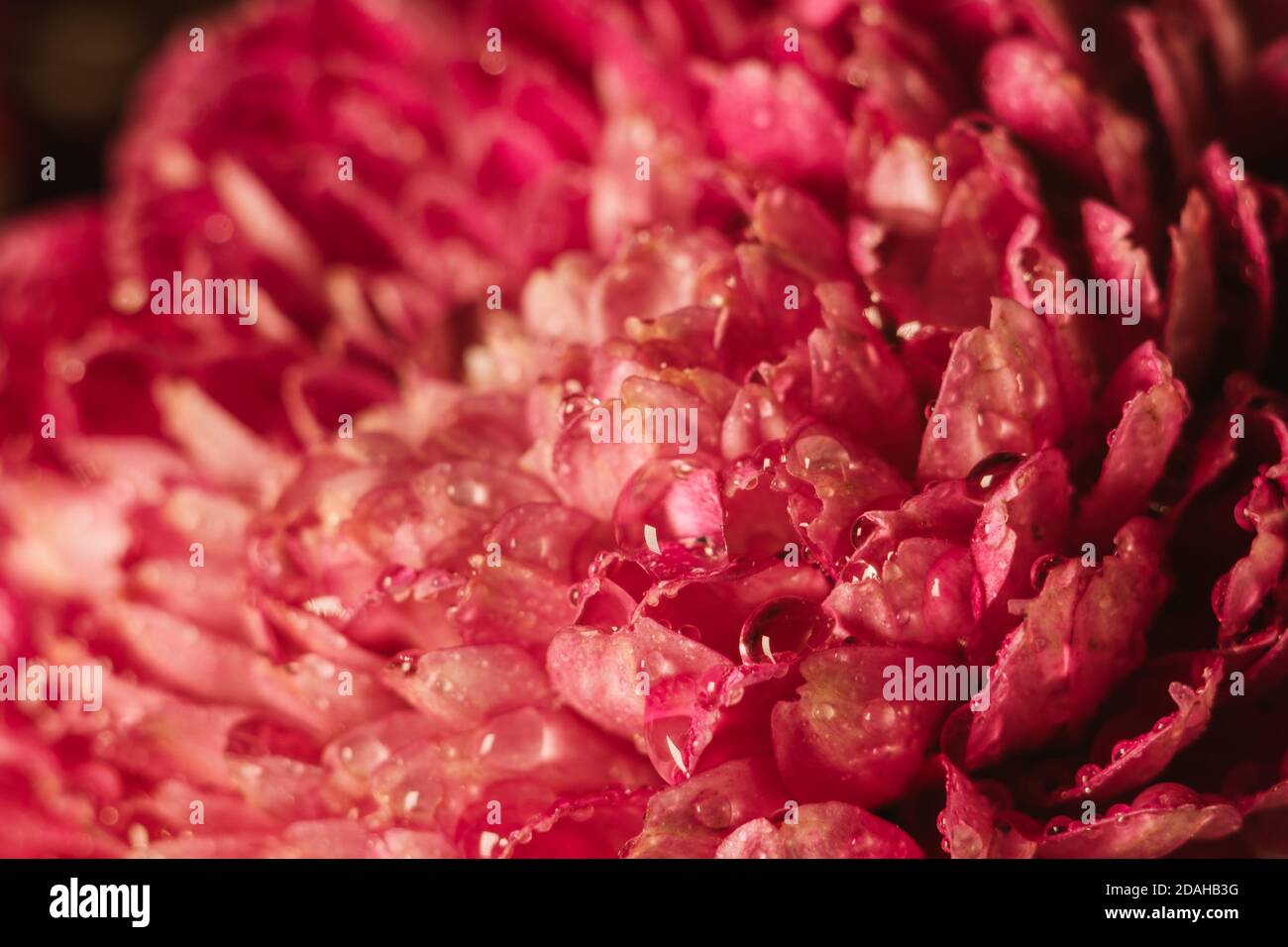Primo piano foto di rossi bellissimi fiori autunnali ricoperti di gocce di rugiada. Foto Stock
