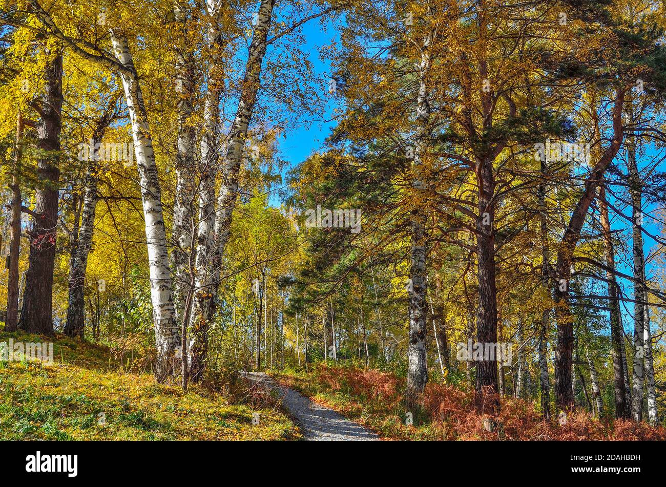 Ghiaia percorso tortuoso attraverso la foresta autunno colorato su collina. Tronchi bianchi e foglie dorate di alberi di betulla, aghi verdi di pini, erba secca rossa Foto Stock