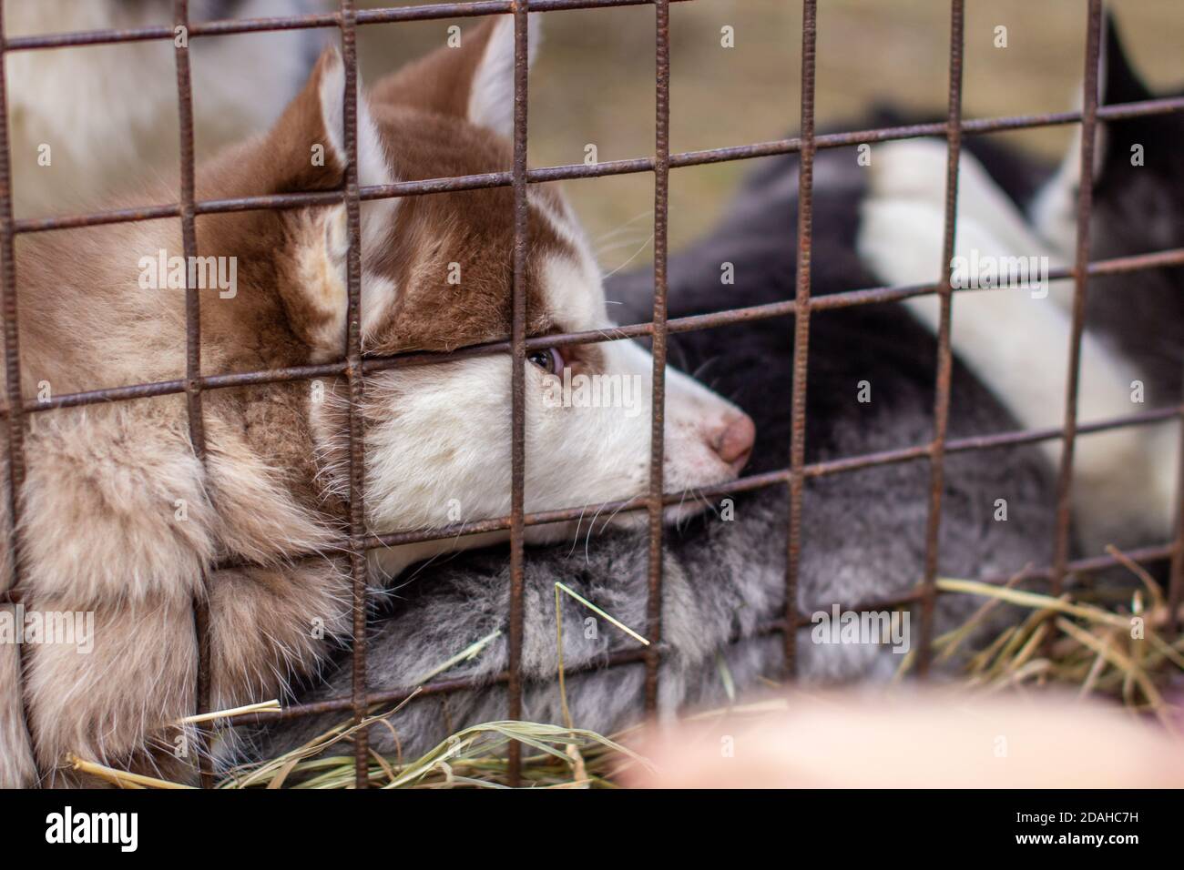 Primo piano di cuccioli di cane Husky che sono in una gabbia e. guardare Foto Stock