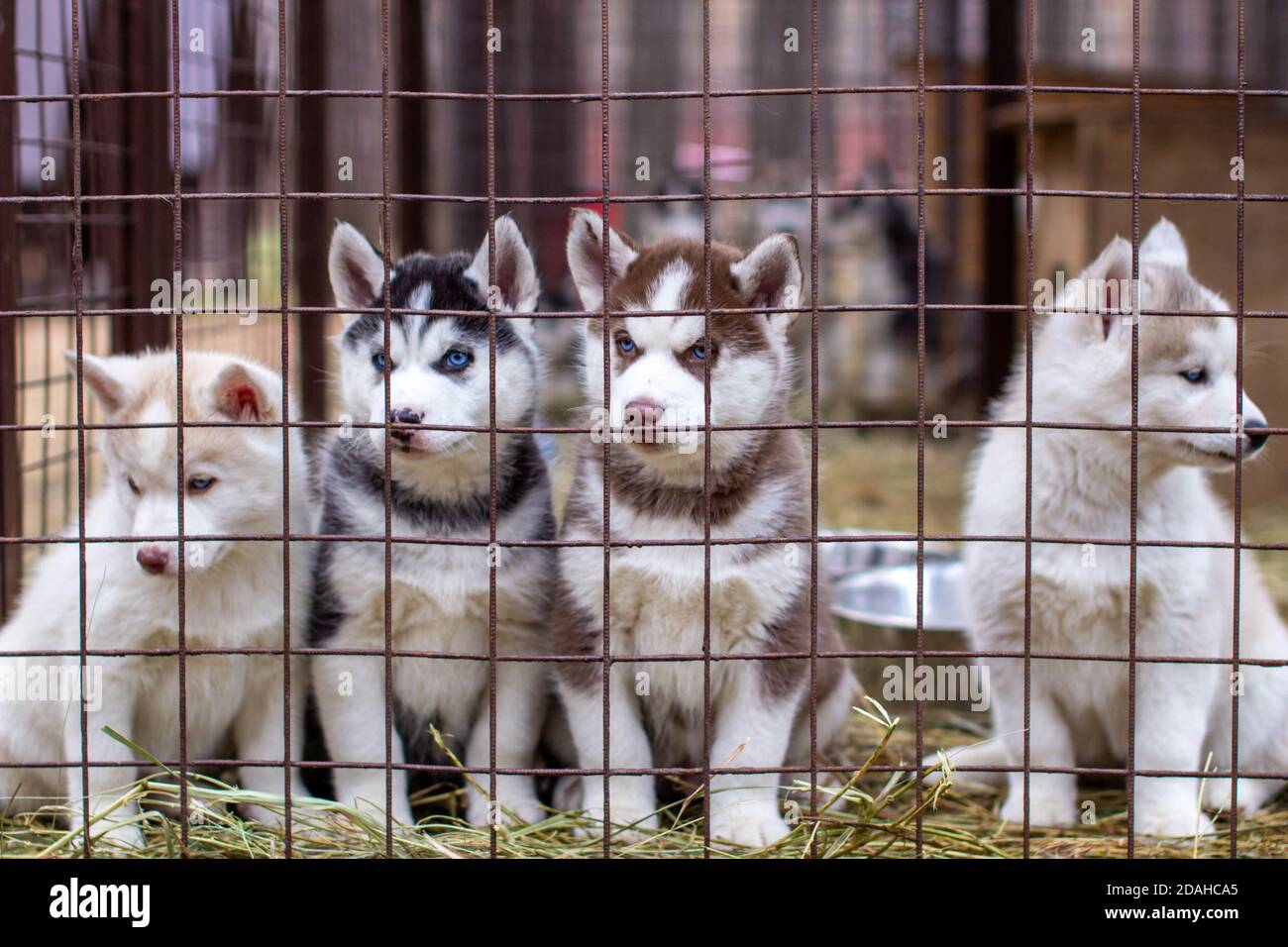 Primo piano di cuccioli di cane Husky che sono in una gabbia e. guardare Foto Stock